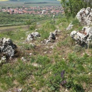 Pálava 2019